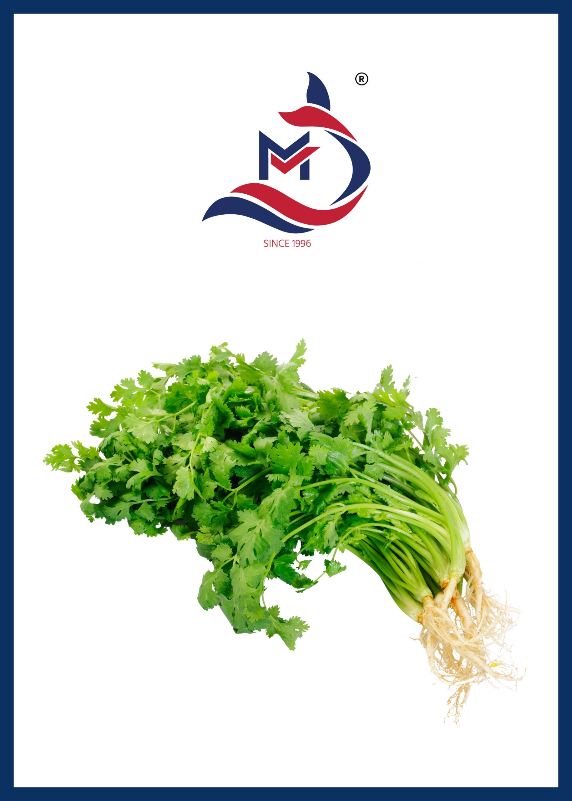 Coriander Leaves - 01