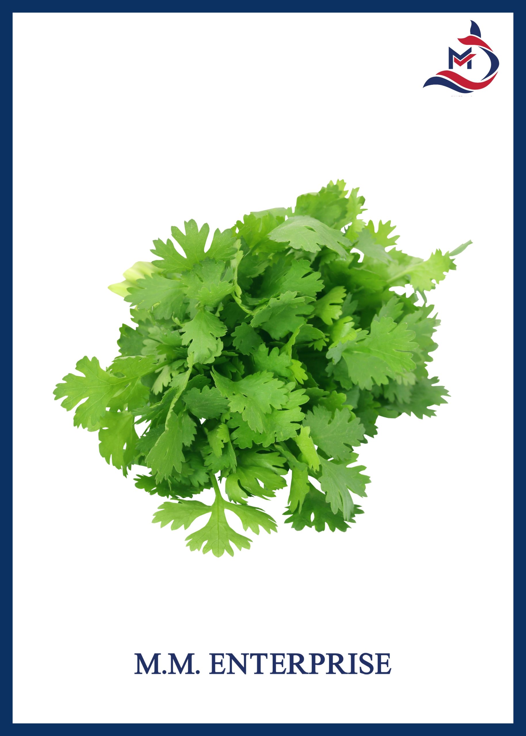 Coriander Leaves - 02 (1)
