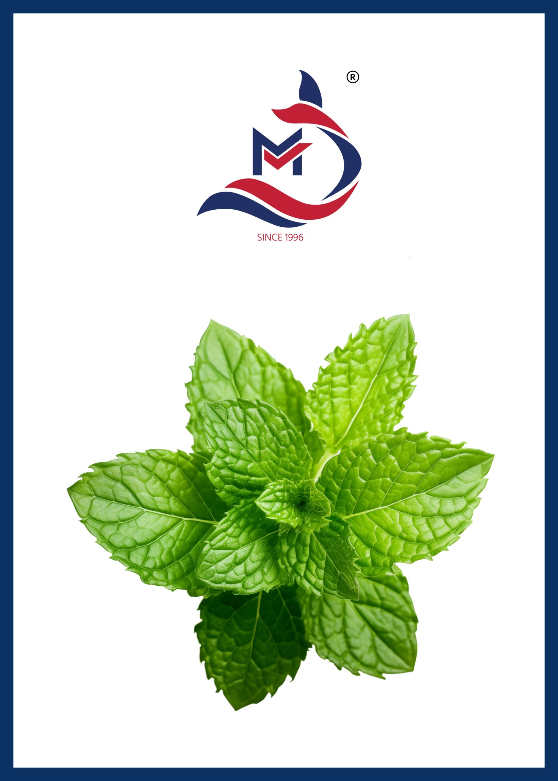 Mint Leaves - 01