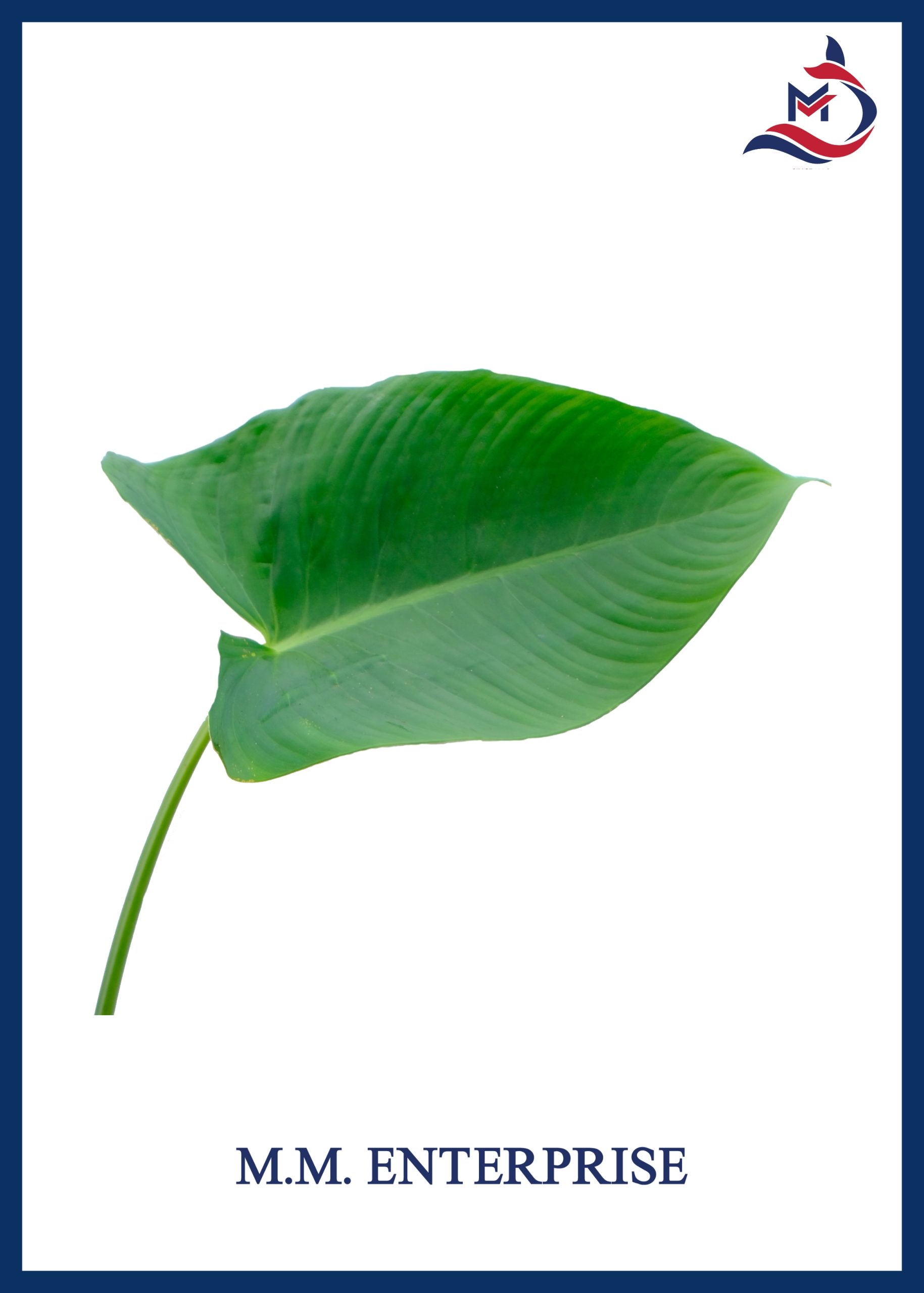 Taro Leaves - 02